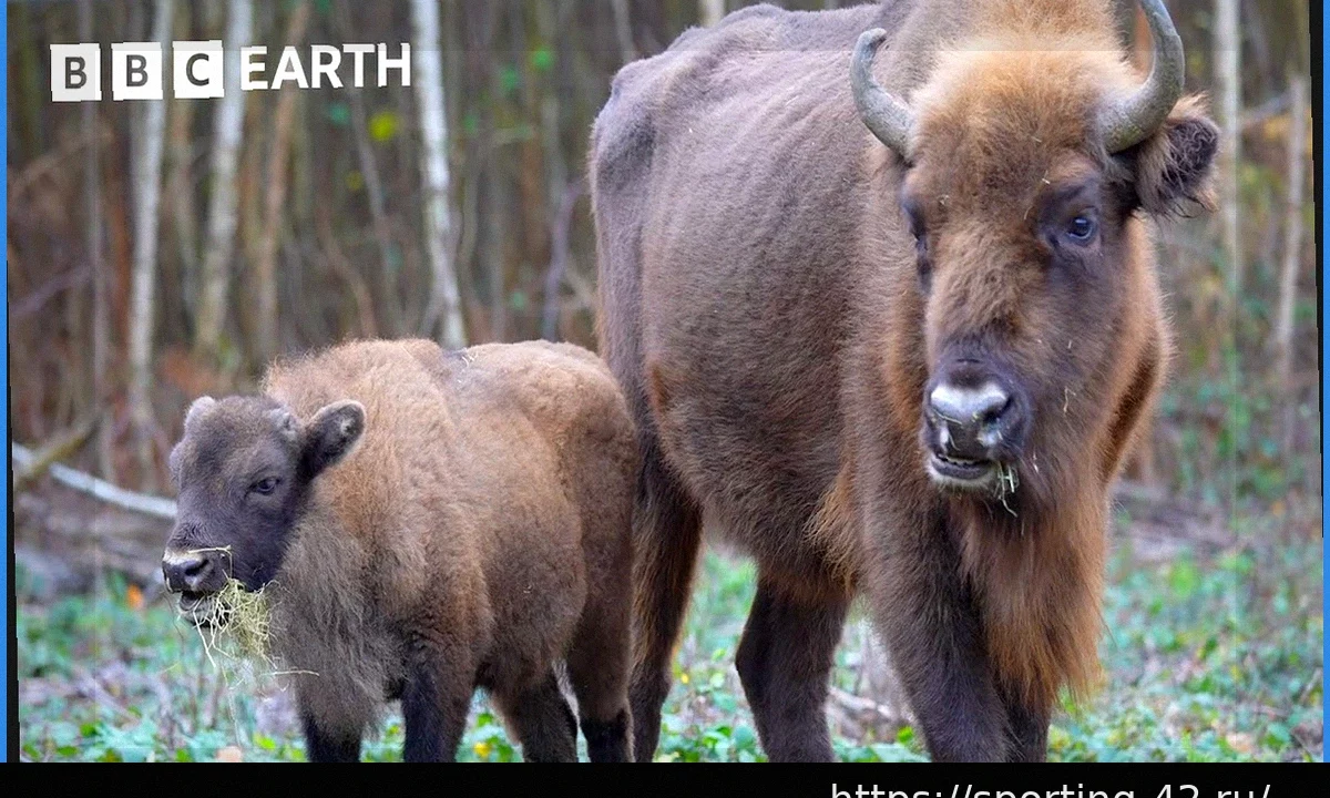 Историческая победа Бизонов над Болотными Кроликами